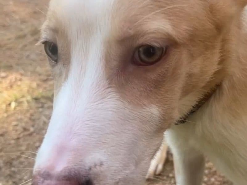 Bordeaux Pitbull 1 year 3 months old male medium named Amiris for sale in Harris County, Texas | Petmeetly