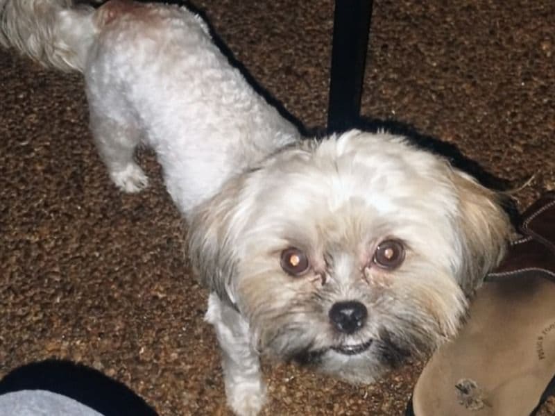 Gizmo primary photo
