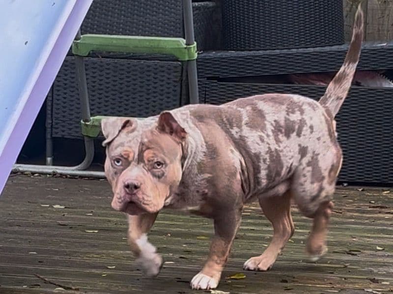 Nala primary photo