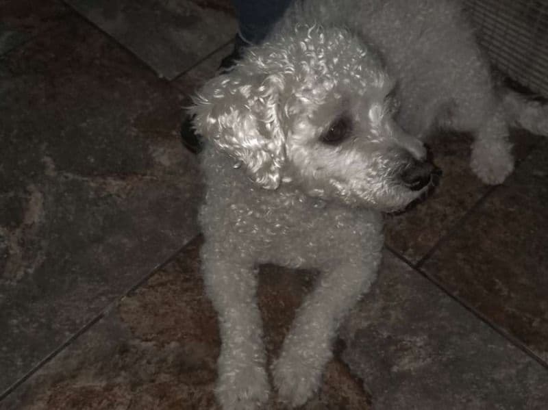 Bichon Frise 12 years 5 months old male medium named Ruca for breeding in Swindon, England | Petmeetly