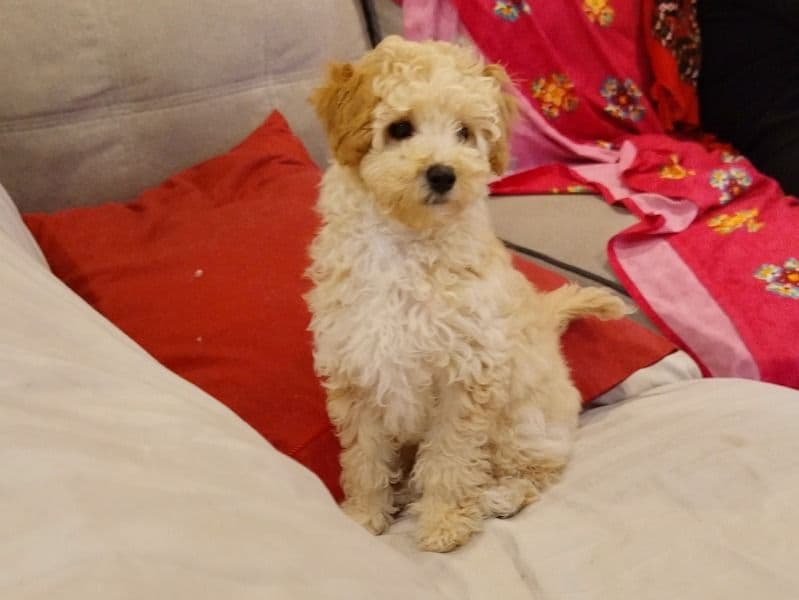 Maltipoo 7 months old male small named Jazz for sale in The Council of the Shire of Hornsby, New South Wales | Petmeetly