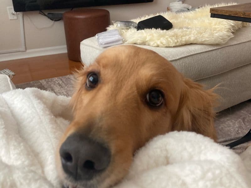 Golden Retriever 5 years 3 months old female medium named Keira for breeding | Petmeetly