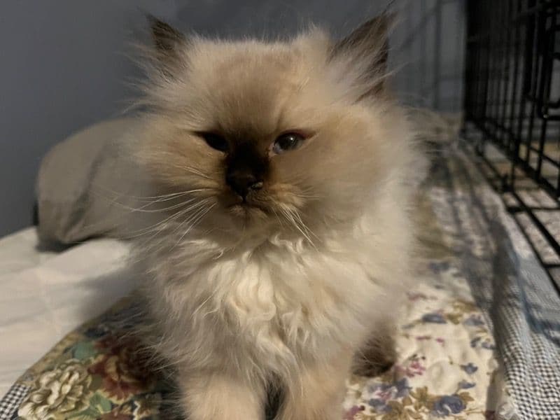 Siberian 7 months old male named Grump for sale in Cook County, Illinois | Petmeetly