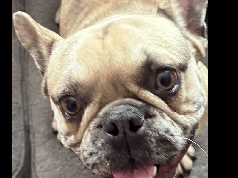 French Bulldog 1 year 9 months old male small named Reeses for breeding in Hamilton County, Tennessee | Petmeetly