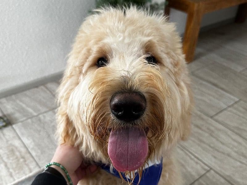 Goldendoodle 2 years 4 months old male large named Blue for breeding in Maricopa County, Arizona | Petmeetly