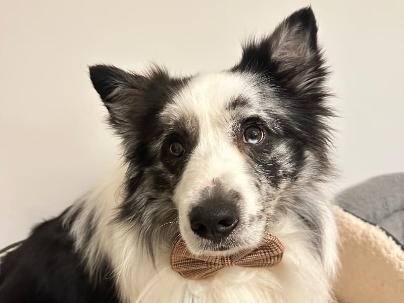 Border Collie 3 years 1 month old male large named Cooper for breeding in Worcestershire, England | Petmeetly