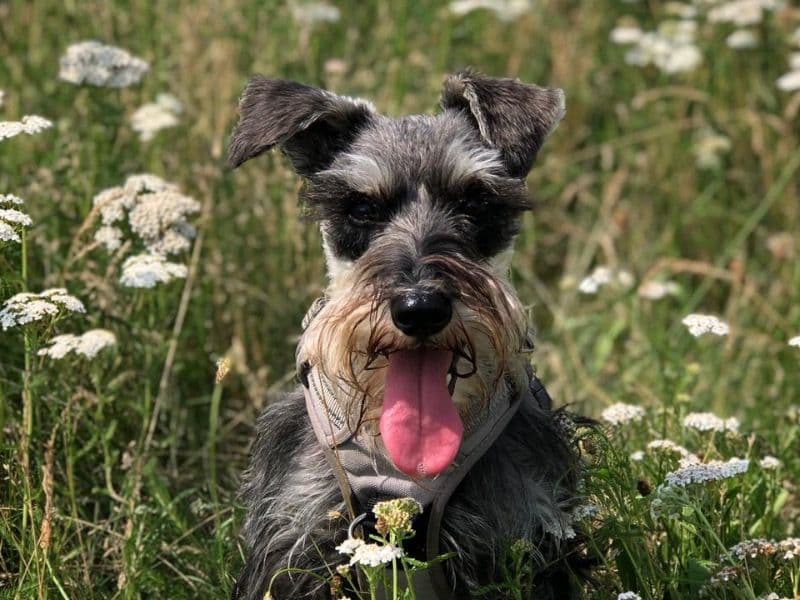 Miniature Schnauzer 6 years 10 months old female small named Frega for breeding in Greater London, England | Petmeetly