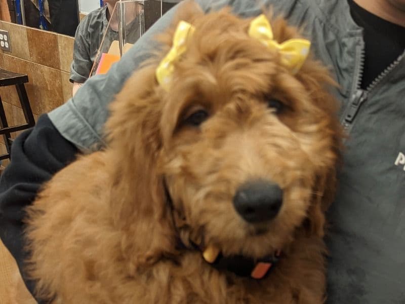 Goldendoodle 3 years 6 months old female medium named Bella for adoption in Anne Arundel County, Maryland | Petmeetly