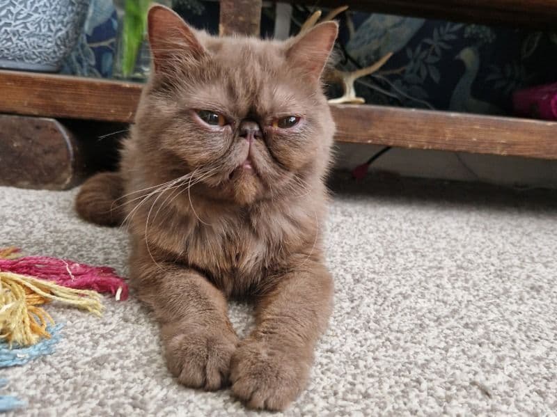 Exotic Shorthair 3 years 4 months old female named Maggie for breeding in Herefordshire, England | Petmeetly