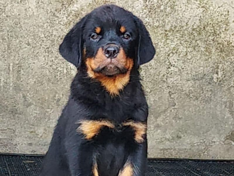 Rottweiler 5 years 1 month old male large named Bageera for breeding in शिलांग डिवीजन, मेघालय | Petmeetly