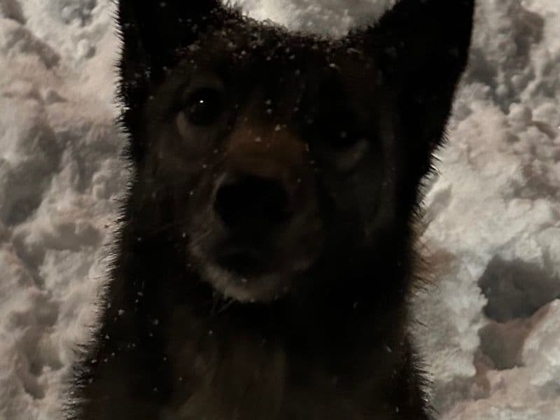 Husky 3 years 5 months old female medium named Taima for breeding in Woodbine, Kentucky | Petmeetly