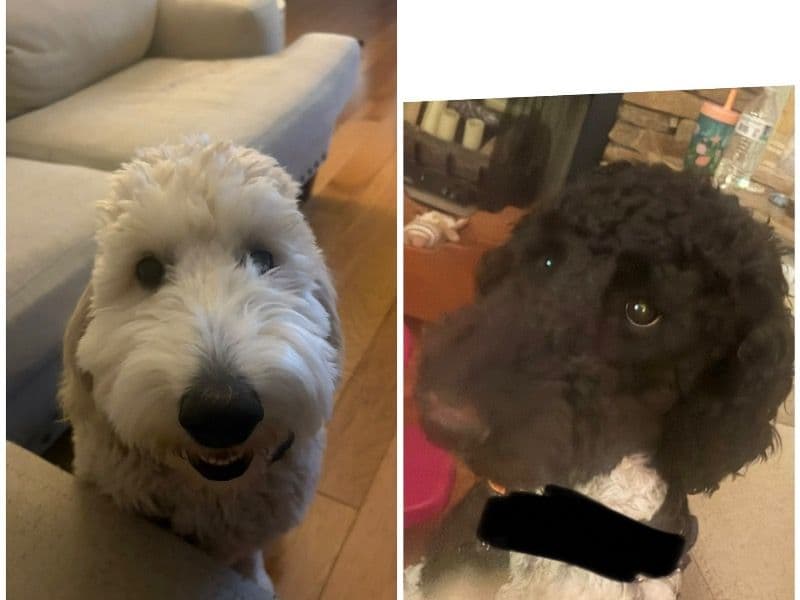 Goldendoodle 9 months old male medium named Marv And Maggie for sale in Walker County, Georgia | Petmeetly