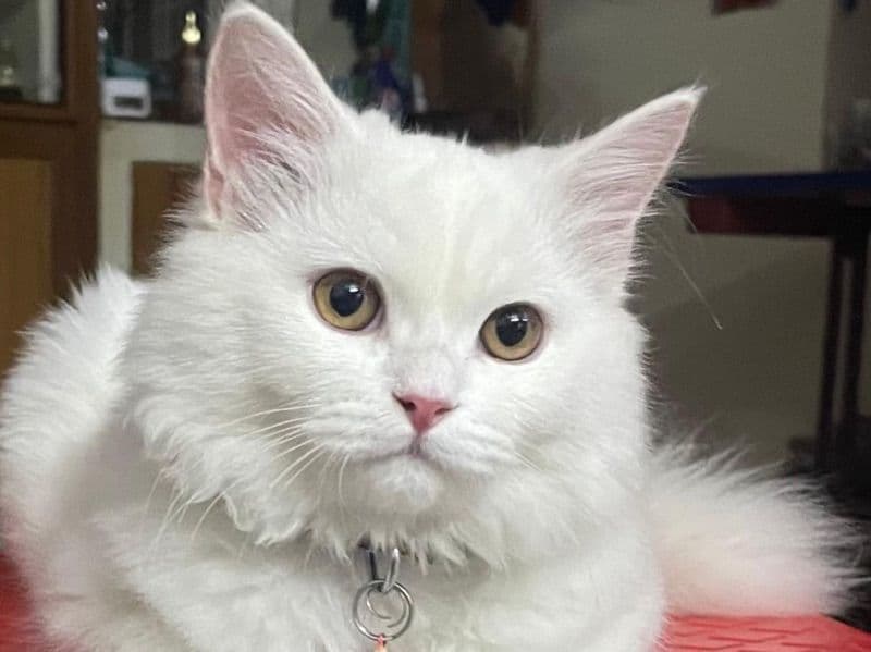 Persian 1 year 2 months old female named Aira for breeding in Telangana | Petmeetly