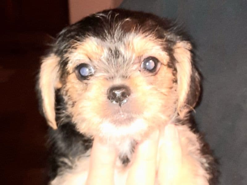 Yorkipoo 2 months old male small named Pugz for sale in Monroe County, Kentucky | Petmeetly