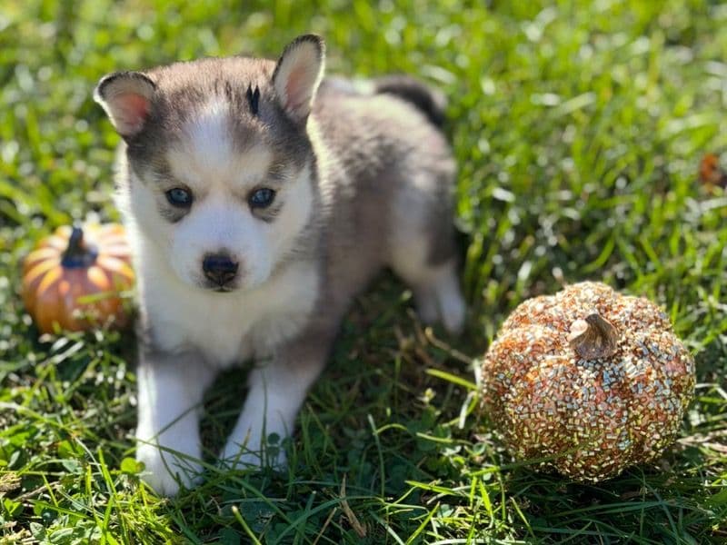 Scooter primary photo