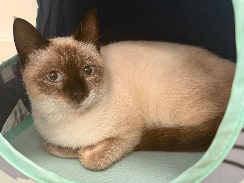 Flame Point Siamese 8 months old female named Misho for breeding in Monterey County, California | Petmeetly