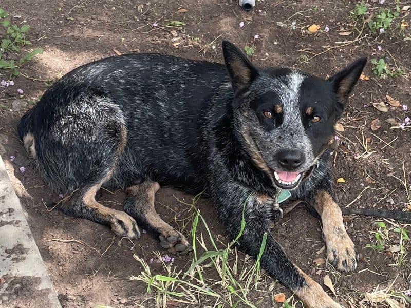 Australian Cattle Dog 5 years 1 month old male medium named Pancho for breeding in Bee County, Texas | Petmeetly