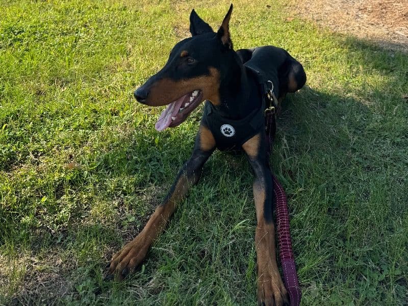 Doberman 1 year old male medium named Ace for breeding in Harris County, Texas | Petmeetly