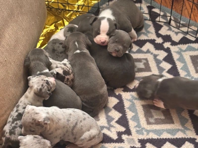 American Bully Less than 1 month old female large named Standard American Bully Litter for adoption in Mecklenburg County, North Carolina | Petmeetly