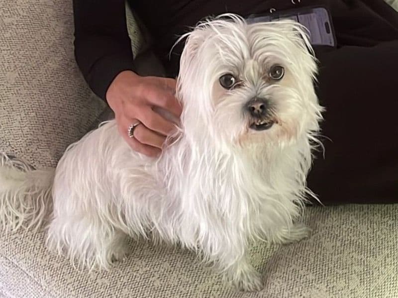 Maltese 5 years 4 months old male small named Muffin for breeding in Berkshire, England | Petmeetly