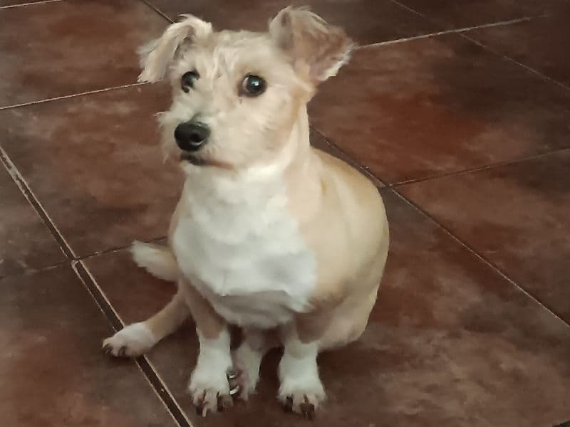 Portuguese Podengo Pequeno 7 years 4 months old male medium named Mario for breeding in Ouachita Parish, Louisiana | Petmeetly