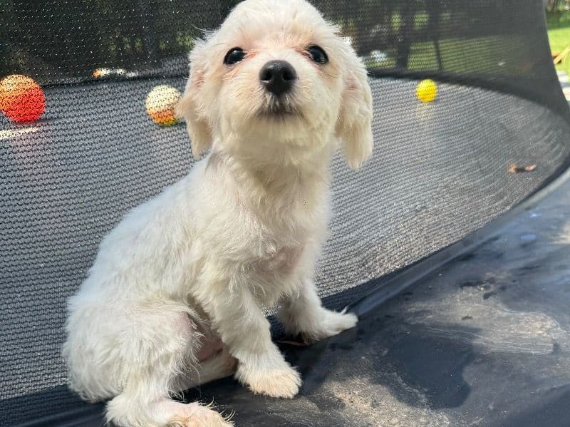 Coco primary photo
