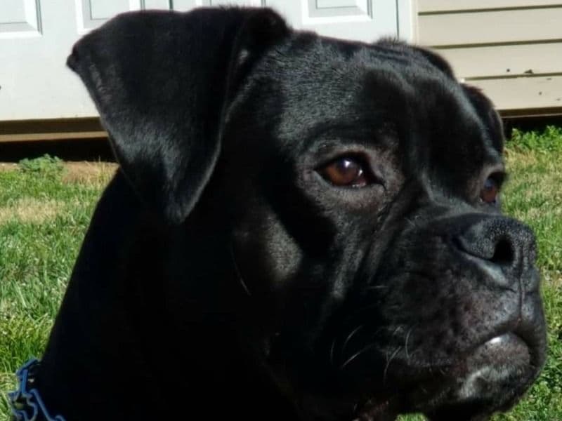 Boxer 5 years 5 months old male large named Alpha for breeding in Philadelphia County, Pennsylvania | Petmeetly