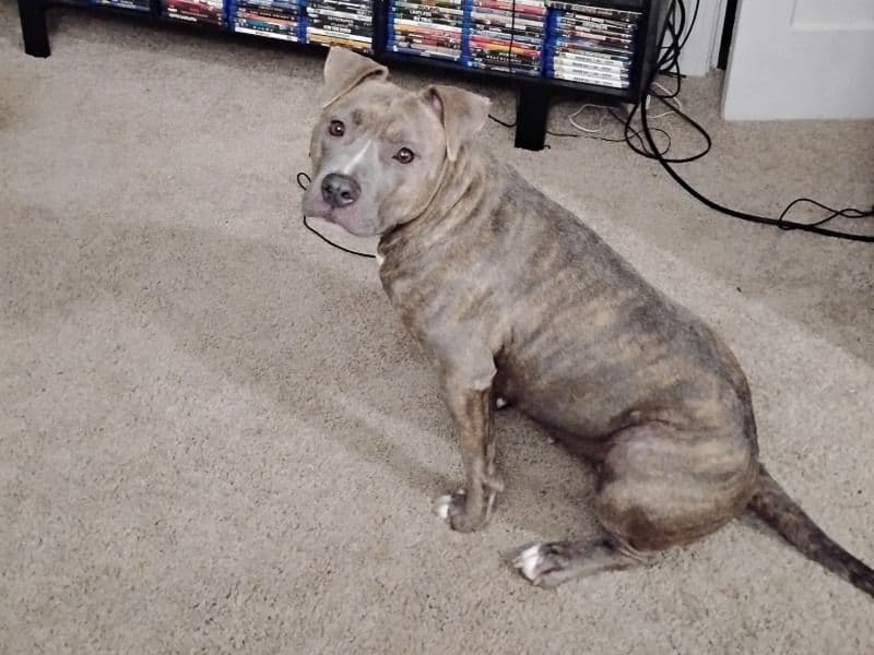 American PitBull Terrier 2 years 4 months old female medium named Ruby for breeding | Petmeetly