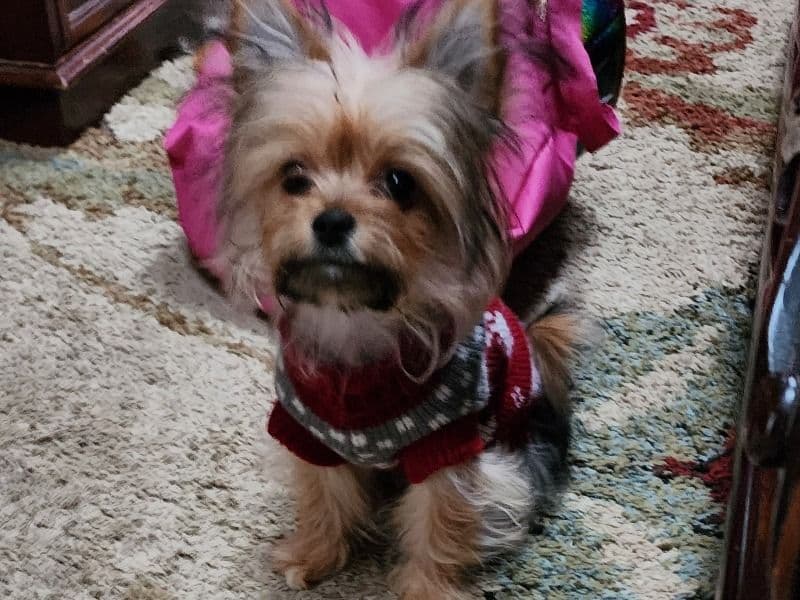 Jazmine primary photo