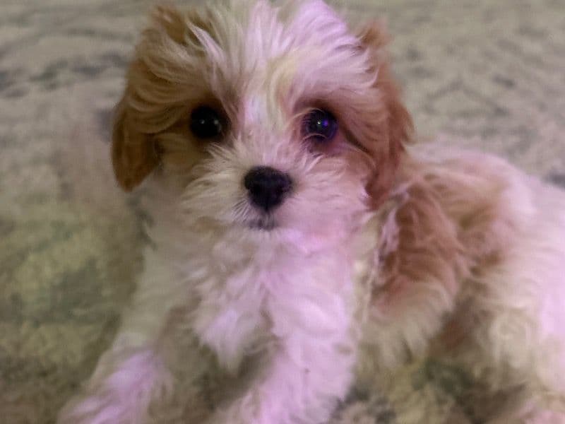 Artie primary photo