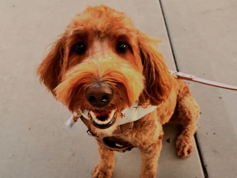 Goldendoodle 3 years 3 months old female medium named Coco for breeding in Corona, California | Petmeetly