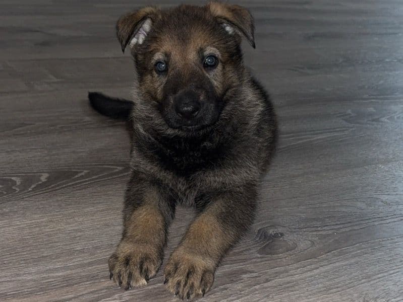 Sable German Shepherd 2 months old female small named Bella for sale in Miami-Dade County, Florida | Petmeetly