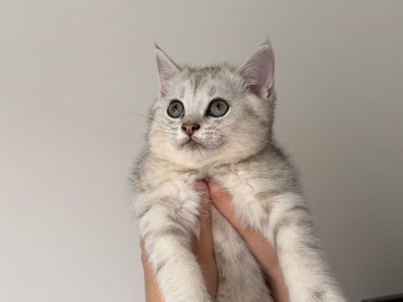 Tiger - British Shorthair | Petmeetly