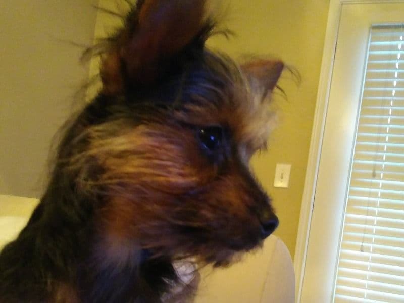 Mister Max primary photo