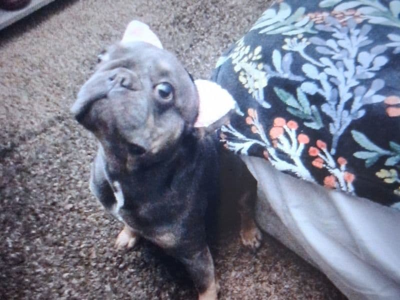 French Bulldog 1 year 8 months old female medium named Nala for breeding in Clark County, Nevada | Petmeetly