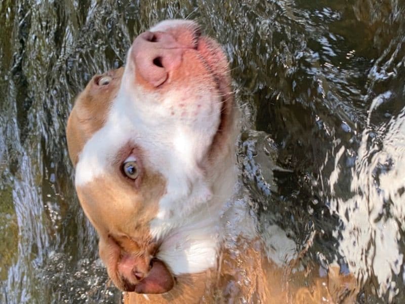 Pit Bull Terrier 11 years old female large named Daisy for adoption in Floyd County, Georgia | Petmeetly