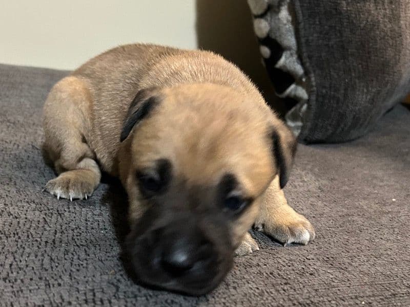 Brindle Pitbull 1 month old female small named No Name for sale in Marion County, Indiana | Petmeetly