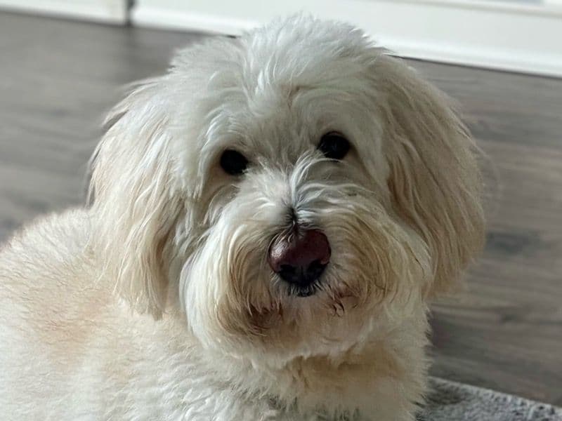 Goldendoodle 7 years 6 months old male medium named Niko for breeding in Broward County, Florida | Petmeetly