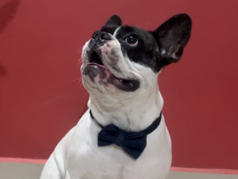 French Bulldog 2 years 1 month old male medium named Barney for breeding in Mysore Division, Karnataka | Petmeetly