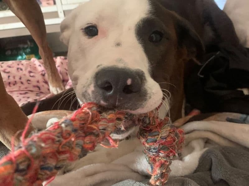 Juni - American PitBull Terrier | Petmeetly