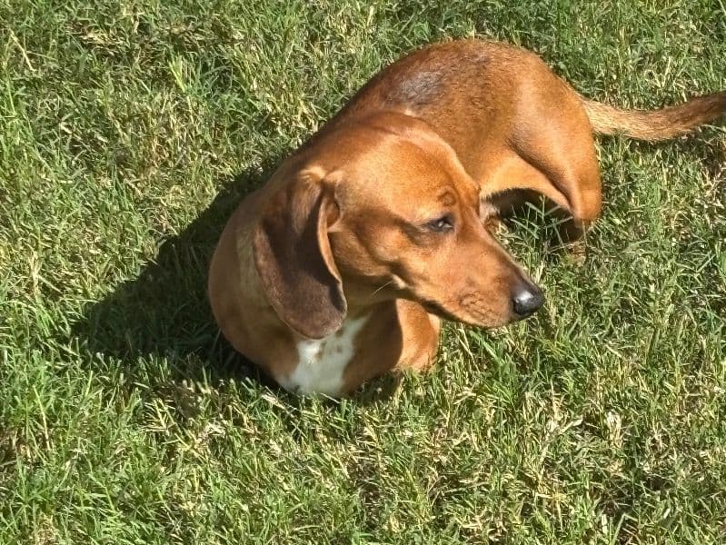 Miniature Dachshund 1 year 2 months old male medium named Kojak for breeding in Pasco County, Florida | Petmeetly
