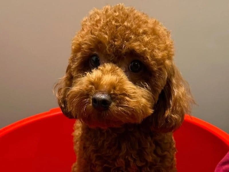 Brownie primary photo
