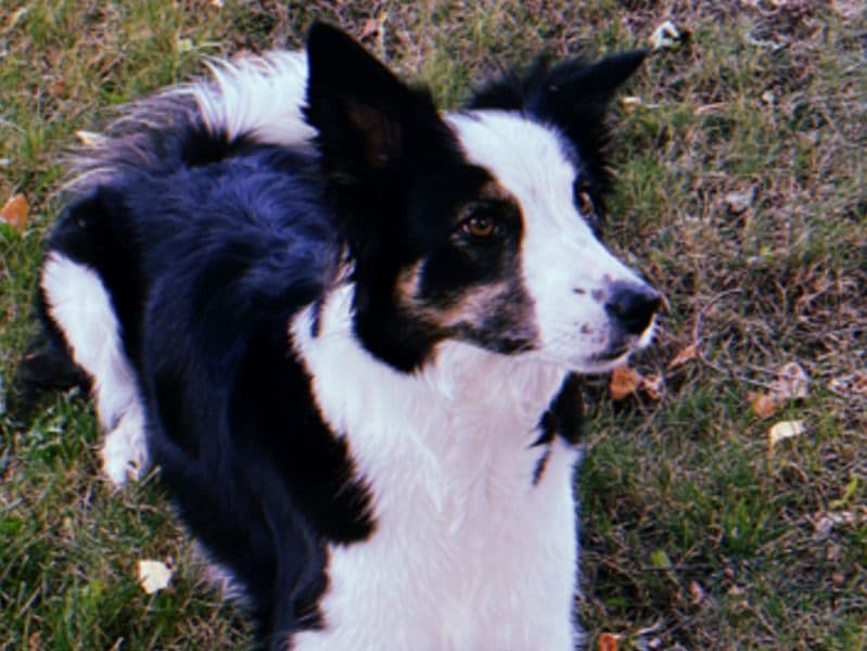Belle primary photo