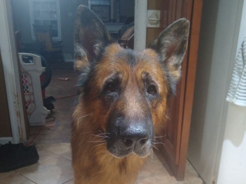 German Shepherd 6 years 1 month old male large named Zeus for breeding in Fairfax County, Virginia | Petmeetly