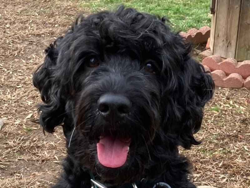Bodhi primary photo