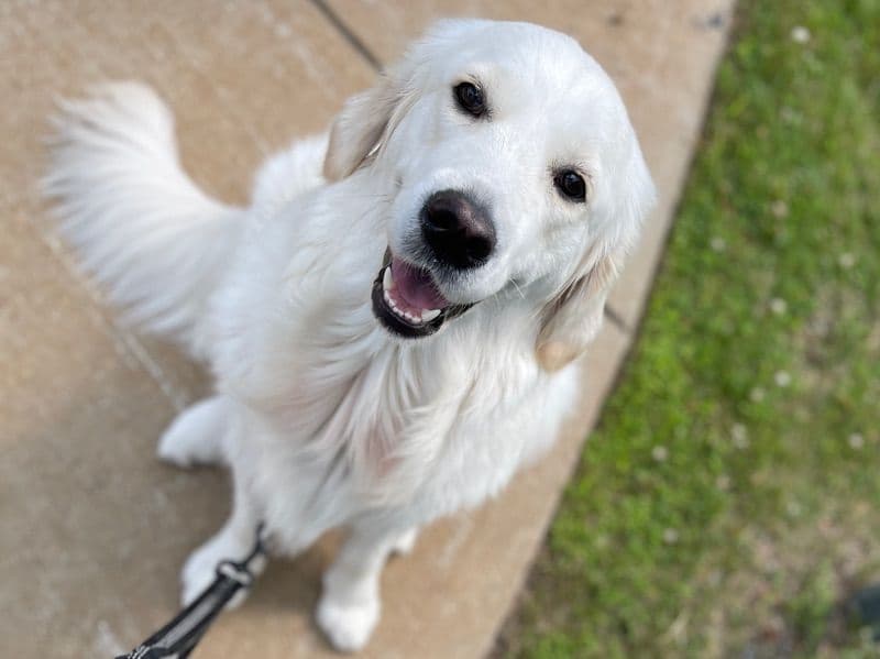 English Golden Retriever 2 years 6 months old female large named Tequila for breeding in Toronto, Ontario | Petmeetly