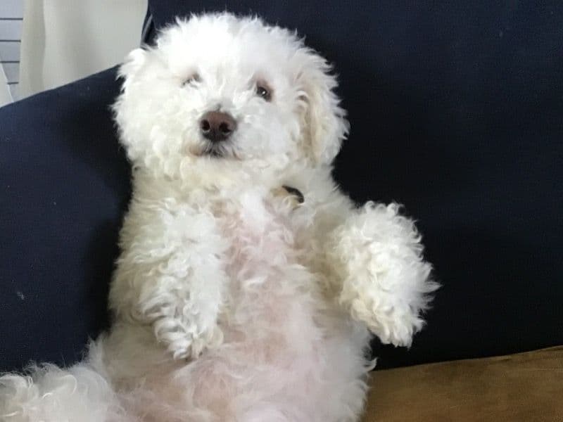 Cavapoo (Cavadoodle) 2 years 5 months old male medium named Chase for breeding in Miami-Dade County, Florida | Petmeetly