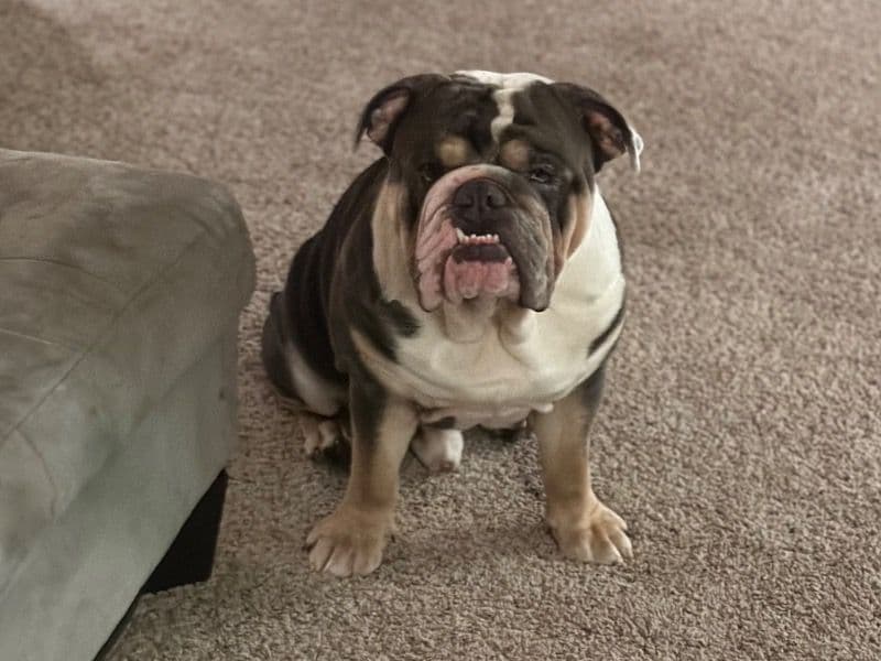 Old English Bulldog 1 year 6 months old male medium named Shankk for breeding in Tulsa County, Oklahoma | Petmeetly
