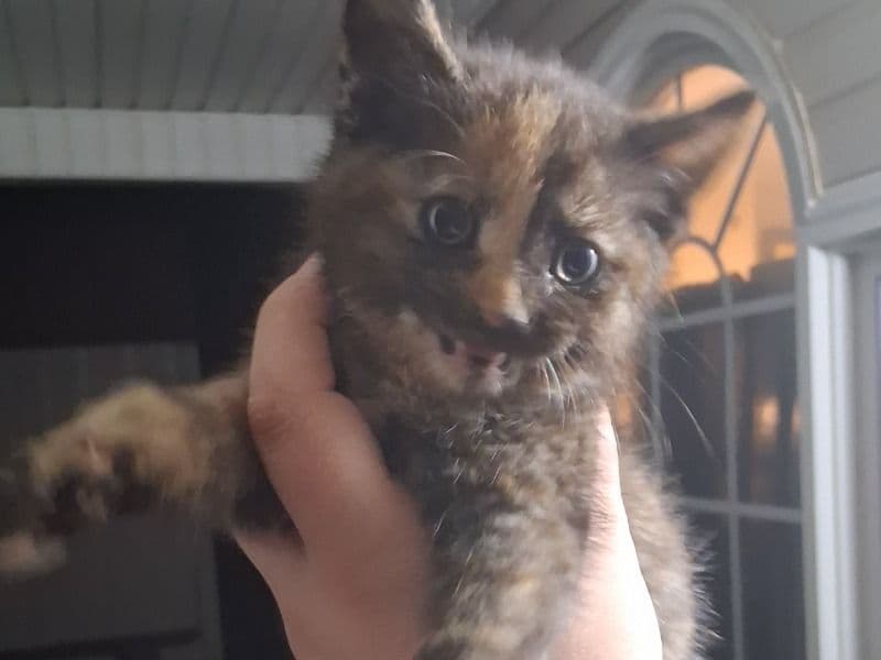 Japanese Bobtail 2 months old female named Kitty for sale in Haralson County, Georgia | Petmeetly