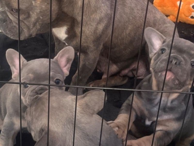 3 Pups primary photo